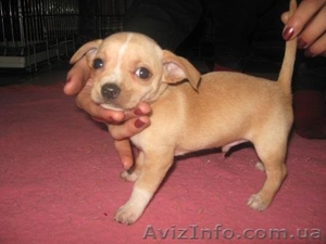 Чихуахуа, , Доставка #121231