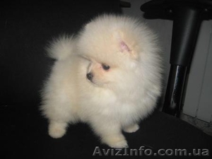 Щеночки Померанского Шпица/Доставка #132007