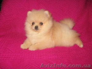 Померанский Шпиц,  КСУ,  Доставка по Украине. #124309