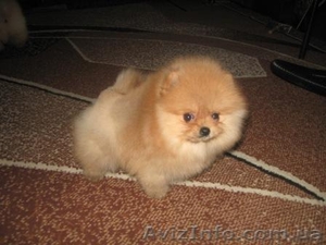 Щеночки Померанского Шпица/КСУ #128241