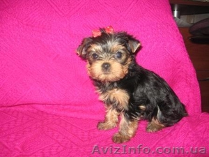Йоркширский терьер Доставка #130233