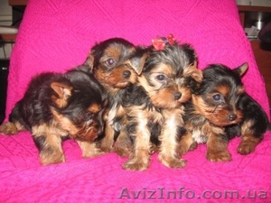 Йоркширский терьер/КСУ #132511