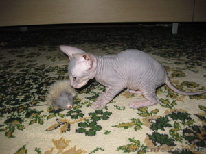 Котенок Донской сфинкс #129324