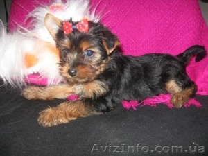 Щеночки Йоркширского терьера #135152
