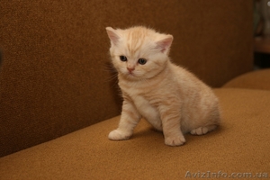 Очаровательные шотландские котята «вискасного» окраса. Киев #133391