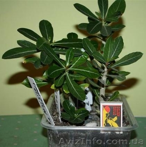 Продам саженцы Адениума #120538