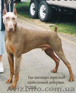 Снежный доберман! #133546