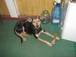 Лола ищет дом!!!! #123935