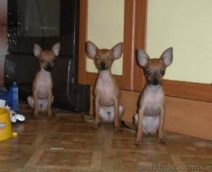 щенок русский той терьер мини #129834