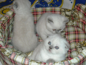 котята к новому году #122770