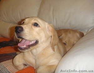 Щенок лабрадора - лучший подарок на Новый Год! #133815