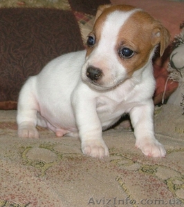 Джек рассел-элитные щенки для выставок Вязки Первый профпитомник  #129640