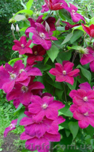 fioricoltura_sv@ukr.net #129186