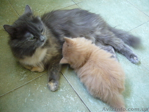 котенок сибирской кошки в добрые руки #125022