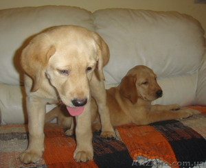 Щенок лабрадора -  подарок на Новый Год! #133823