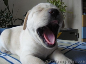 Продаем самых лучших щенков лабрадора ретривера #133827