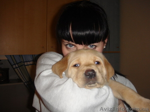 Продаем элитных щенков лабрадора ретривера #119915