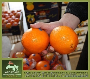 Апельсин Navel из Египта #133261