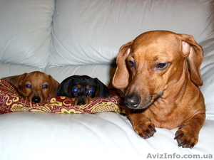 Продам щенят карликовой таксы #126374