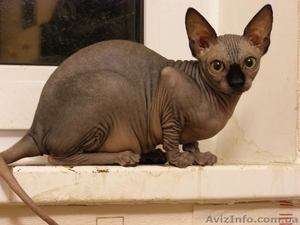 Канадский сфинкс - кошечки! #121499