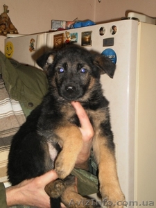 Щенки немецкая овчарка #121778