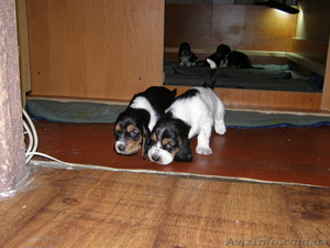 Продам щенков бассет-хаунда #126949
