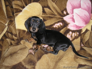 продам радость в ваш дом #126363