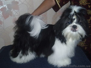 Замечательный мальчик- щеночек Ши-Тцу #133460