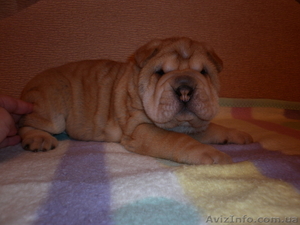 Очаровательные щенки шар-пея #122022