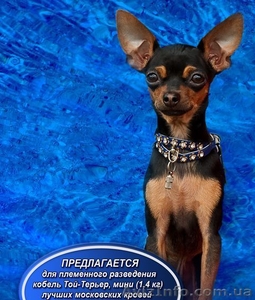Русский Той-терьер  Вязка,  Щенки #95682