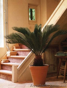 Информация про комнатные растения,  уход,  полив,  пересадка #129971