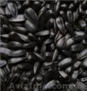 подсолнечник крупный масличный калиброванный #130700