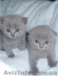 Скоттиш-фолд и скоттиш-страйт #127988