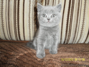 продаю шотландских котят!! #129291