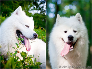 элитные щенки самоеда  #133194