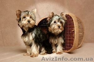 ПРОДАЖА ЙОРКШИРСКОГО ТЕРЬЕРА #119999