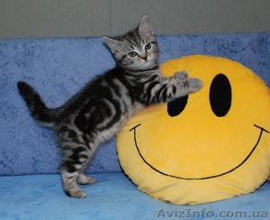 Британские котята вискасных окрасов от питомника Marble Design *UA #132190