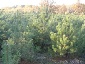 Продам отборные новогодние сосны оптом #126365