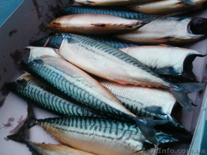 nasharubka@ukr.net 050-874-31-99 #131979