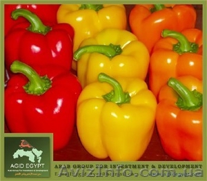 Перец сладкий из Египта #133265