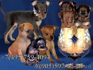 Русский Той-терьер и Чихуахуа мини щенки,  чудесные красавцы #123477