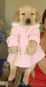 продам породистых щенков лабрадора ретривера #124869