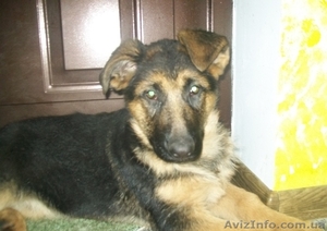 щенок немецкой овчарки #91081