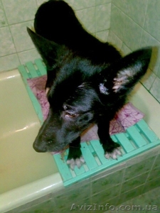 Дарим щенка в добрые руки #121927