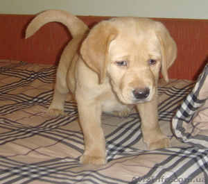 Продаем щенков лабрадора ретривера #119913
