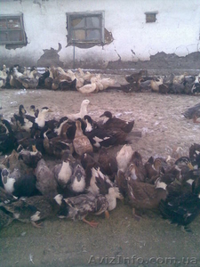 Инкубационные яйца уток #148698