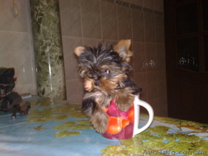 щенки кабели и суки #139853