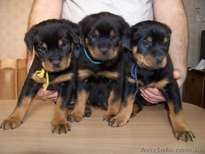 внеплановые щенки ротвейлера #144767