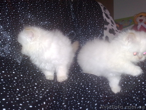 Шикарные персидские котята #142350