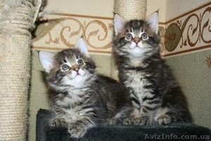 котята мейн кун #144120